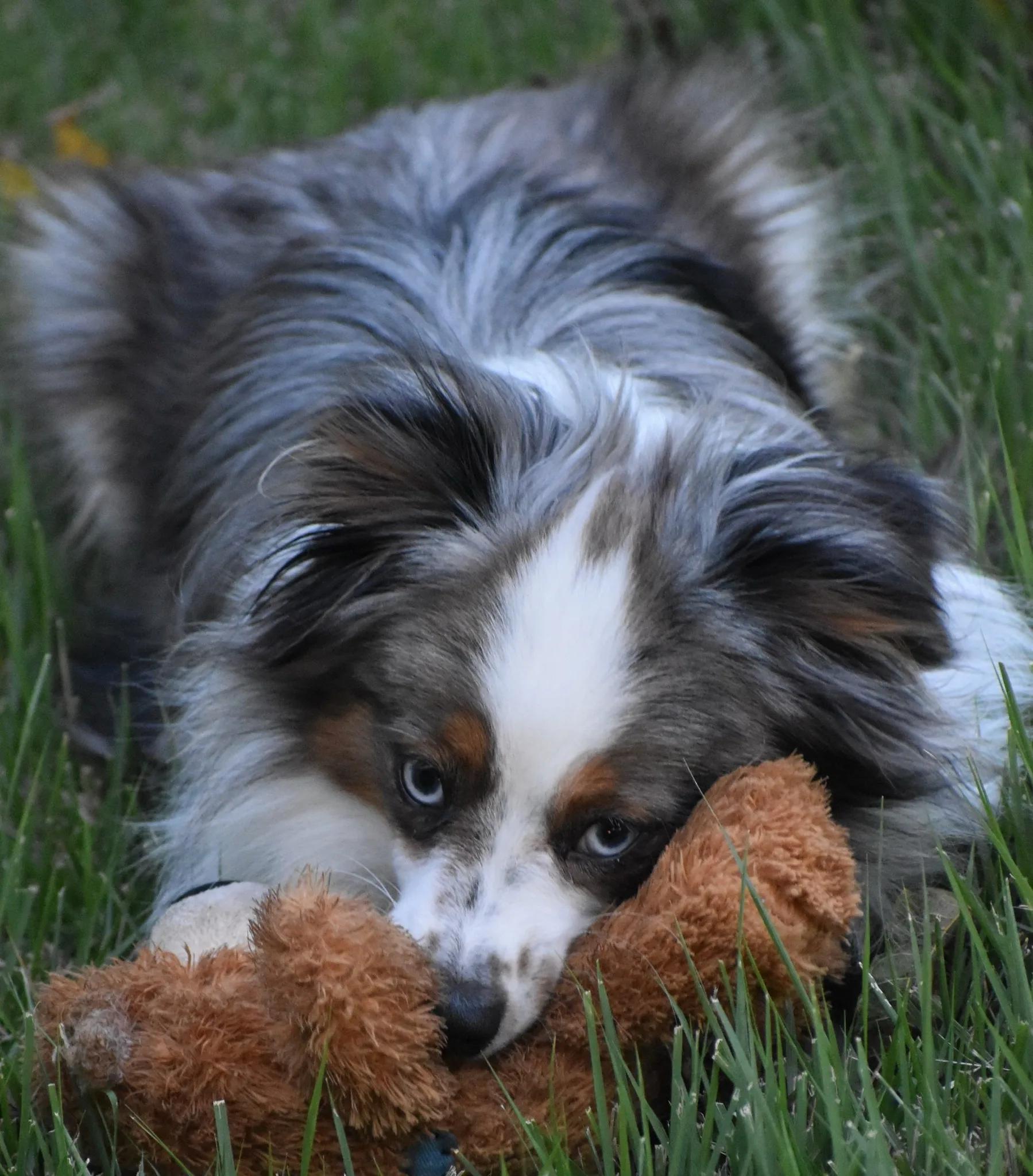 Scooter's Vision Pet Photography