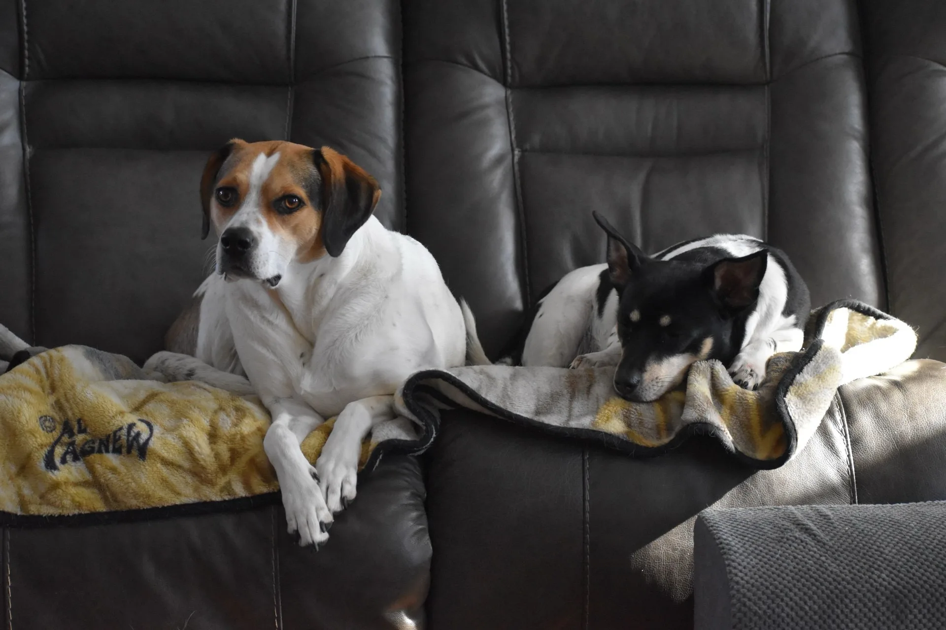 Scooter's Vision Dog Photography